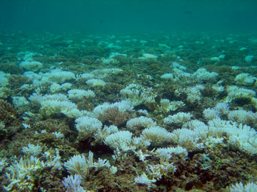 Bleached coral