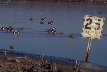 Photograph of birds at the Salton Sea