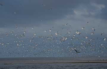 Photograph of birds at the Salton Sea