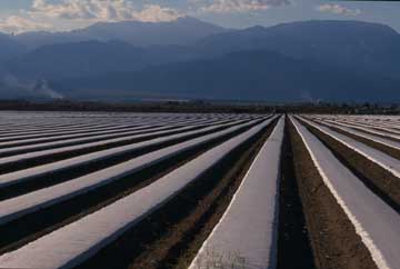 Photograph of farming