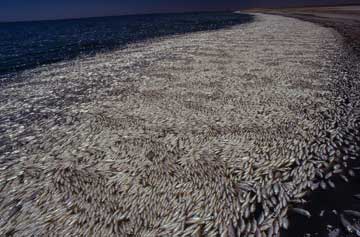 Photograph of a massive fish dieoff