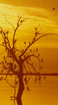 Photograph of birds at the Salton Sea