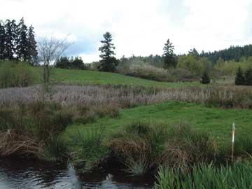 Photograph of urban wetland in King County, Wash.