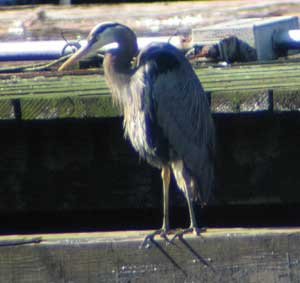 Photograph of great blue heron