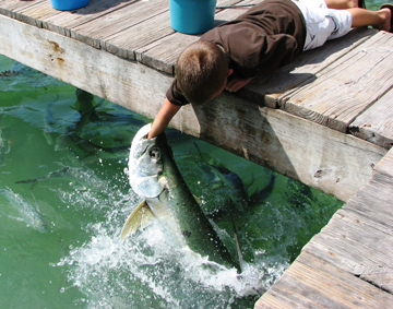 Boy feeding tarpon