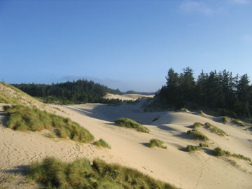 Dunes and grass