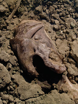 Oreodont skull