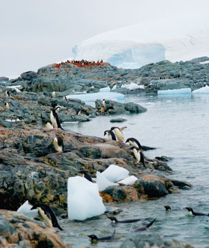 Adélie penguins in Antarctica