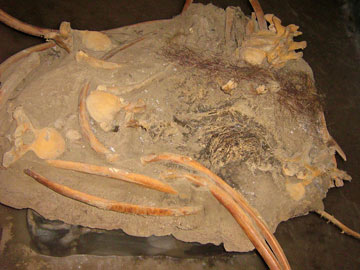Woolly mammoth specimen