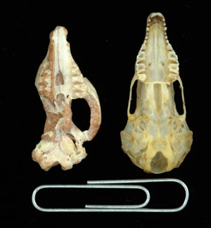 Tiny fossilized skull of a new mammalian species in Mongolia