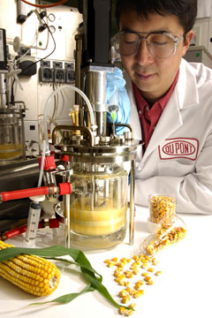 DuPont employee working with corn in the lab