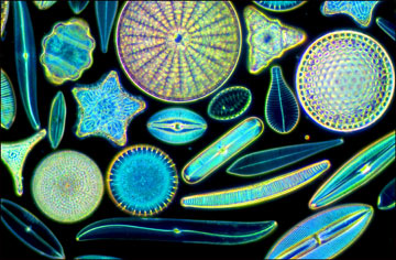 Diatom shapes