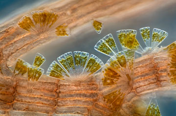 Image of marine diatoms attached to Polysiphonia red algae