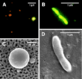 Bacterium