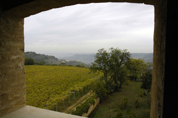 Masciarelli Vineyard