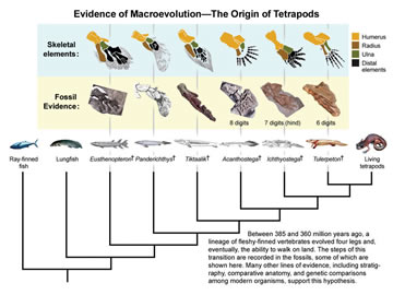 Evidence of Macroevolution Flow Chart