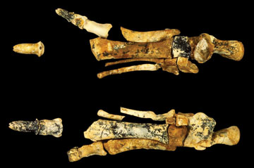 25-million-year-old kangaroo foot bones