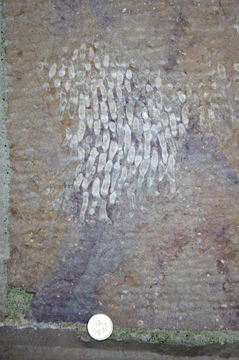 Corals in the facade of the Catholic cathedral at Armagh