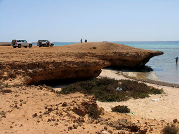 Undercut coral platforms found on the Farasan Islands