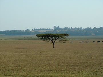 Example of vegetation in East Africa