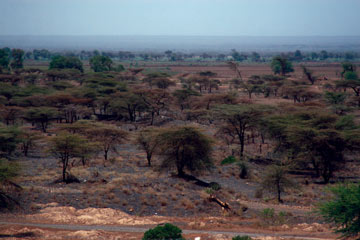 African landscape