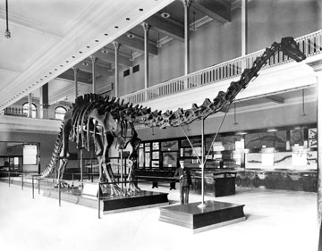 "Static" Diplodocus skeleton