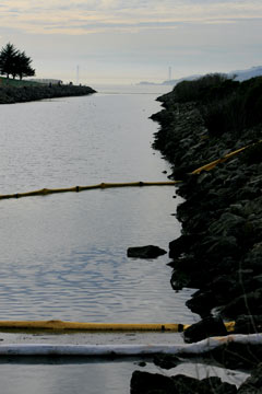 Oil along the San Francisco Bay coastline