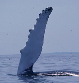 Humpback whale flipper