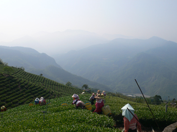 Tea and coffee are both popular crops in Taiwan.