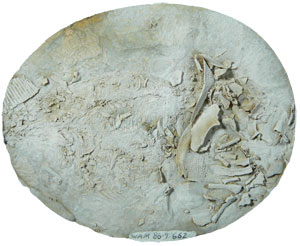 Fossil