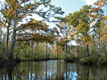 Pascagoula River