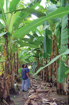 A banana plantation at the Embrapa research station in Manaus, Brazil