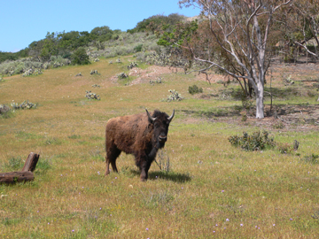 Bison roam the interior of Santa Catalina