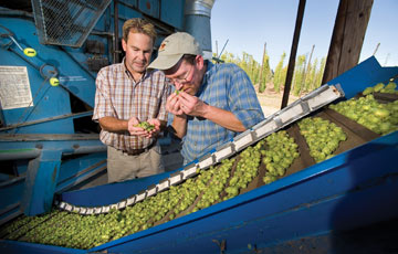John Henning and Scott Dorsch examine and smell hop cones