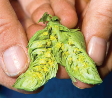 Inside a hop cone