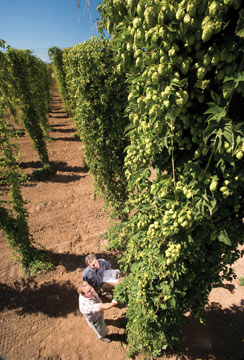 The hop breeding facility in Corvallis, Ore.