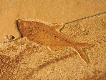 Fossil Knightia