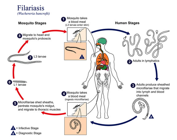 The life cycle of Wuchereria bancrofti