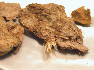 Coprolites