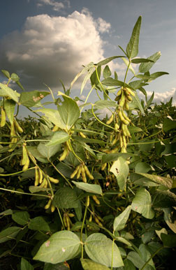 Soybeans