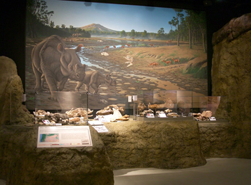 Mammal exhibit in Thomas Condon museum