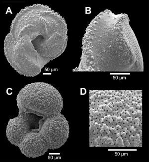 Microfossils