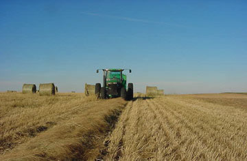 Harvesting switchgrass