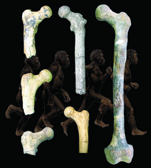 Early human bones