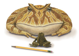 Big frog