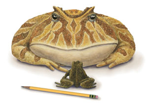 Big frog