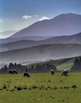 sheep in New Zealand