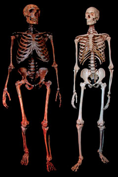 Neanderthal and modern human skeletons
