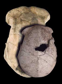 Photograph of Homo erectus skulls