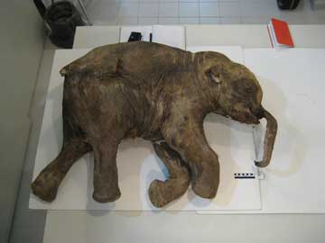 Picture of preserved baby woolly mammoth